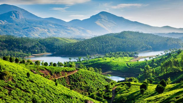 Tea plantations in Kerala, India.
