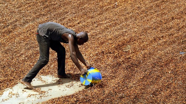 A worker gathers cocoa beans after they have been dried in the sun, ready to be put into into sacks for export, in Guiglo in western Ivory Coast.