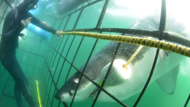 Cage diving with great whites is a major tourism draw for the region.