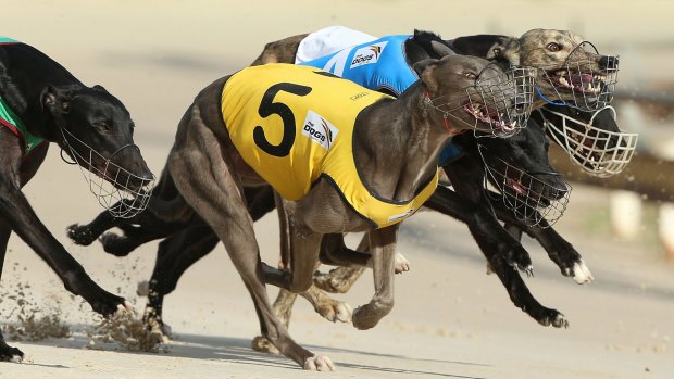 Greyhound Racing NSW was considering mass closure of tracks before the government decision to ban the industry.