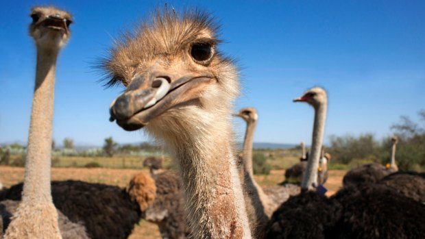 Ostriches on a safari show farm at Oudtshoorn, Little Karoo, South Africa.