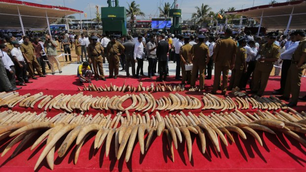 A shipment of African ivory seized three years years ago, displayed before its destruction in Sri Lanka last month.