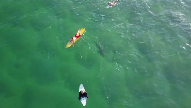 A Kiama drone operator has told of his urgent efforts to raise the alarm after a shark made an unexpected appearance in his video.