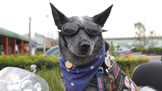 Bundy the cattle dog has now clocked up one million kms behind the wheel of a motorbike to raise funds for charity. 