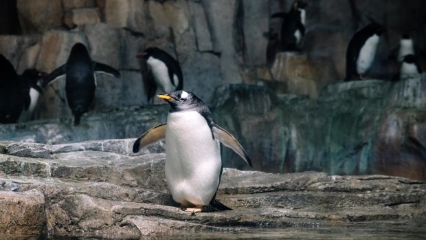 The Biodome's penguins stand aloof in their tuxedo-like feathers.