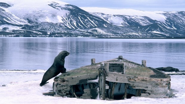 A fur seal examines the remains of a whaler's waterboat on the beach of Whalers Bay, Deception Island. 