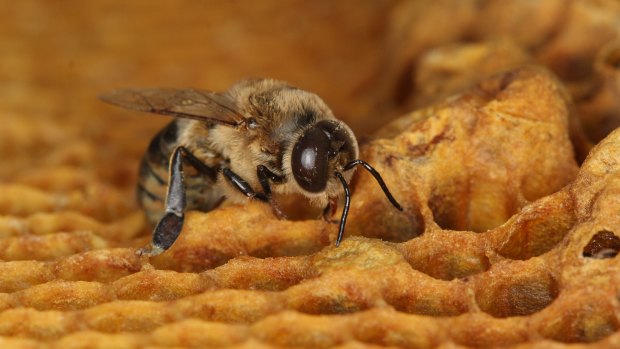 Millions of honey bees were killes after a government employee failed to notify a commercial beekeeper of the spraying schedule