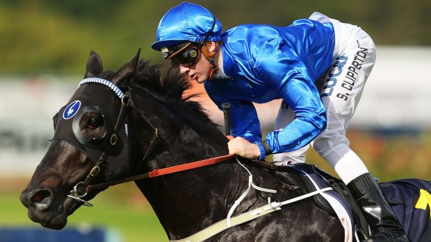 Golden Rose?: Trainer John O'Shea is yet to settle on a road ahead for Shards.