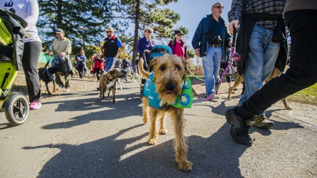 The Million Paws Walk is on again this Sunday at Commonwealth Park.

