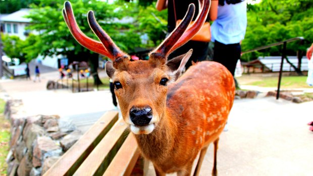 What's happening to the deer of Nara is more tragic than the death of Bambi's mother.