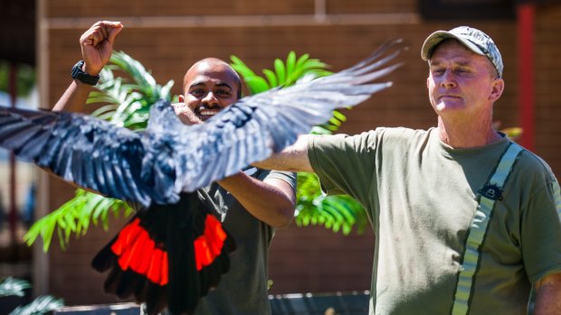 A red-tailed black cockatoo shows his colours at the Feathered Friends show at the Royal Canberra Zoo, with bird trainer Ravi Wasan and 
volunteer Gary Johnson from Brisbane.