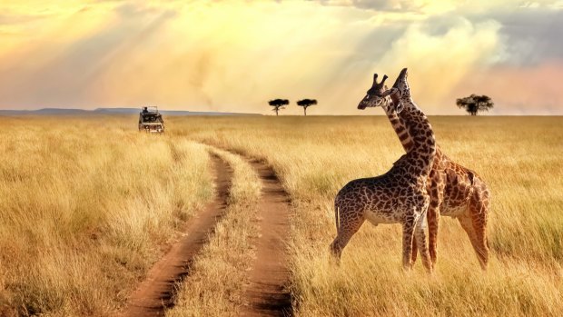 One of the most powerful places to connect with nature is on safari in Africa. Pictured, giraffes in the Serengeti National Park. 