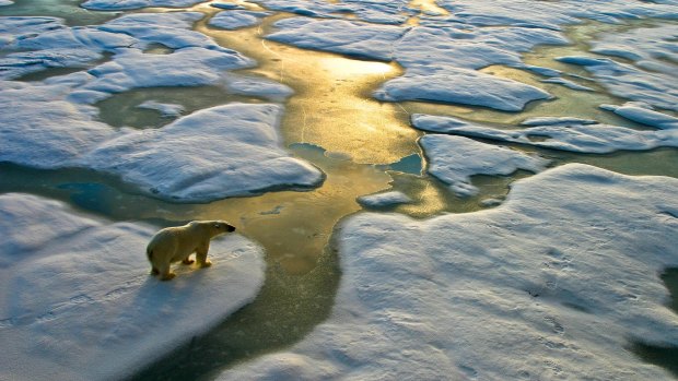 In 2016 overall, warm Arctic temperatures led to the second lowest level of Arctic sea ice ever recorded at the summer minimum. 