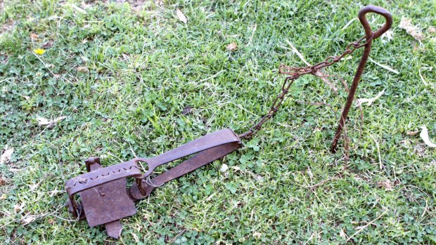 The RSPCA are urging pet owners to be vigilant after two cats were caught in steel jaw traps like this one.