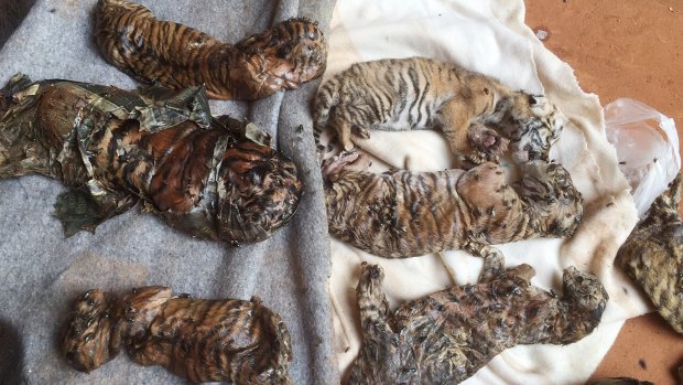 Remains of tiger cubs and a bear are laid out at the Tiger Temple in Thailand last June.