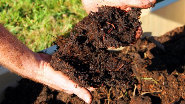 You can improve your soil by composting vegetable food waste, autumn leaves and grass clippings, and adding manure.