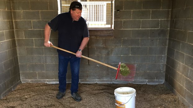 Single Gaze part-owner Martin Hay works in the stables ahead of the Caulfield Cup.