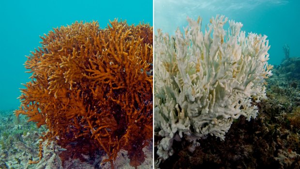 The effects of coral bleaching, as shown on this fire coral, would be "terrifying" for the Great Barrier Reef.