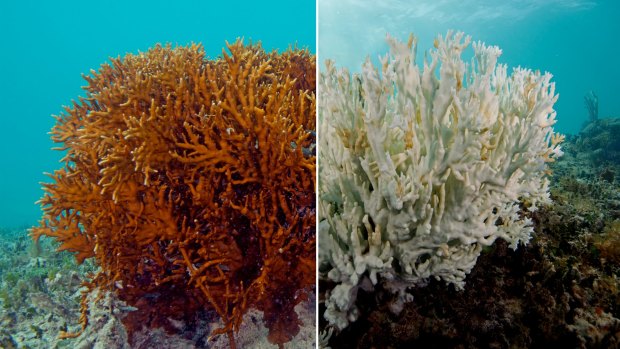 Global warming: Barrier Reef under threat of coral bleaching and 'The Blob'