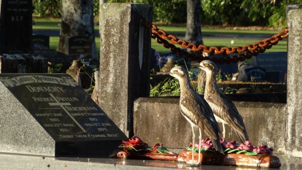 'Head Stone-curlews' in a Queensland cemetery. 