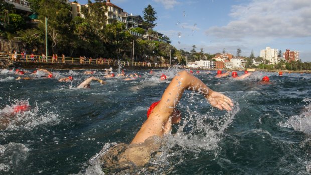 A wave of swimmers competing in the 1km division of  the 2016 Cole Classic head to the finish at Manly Beach. 