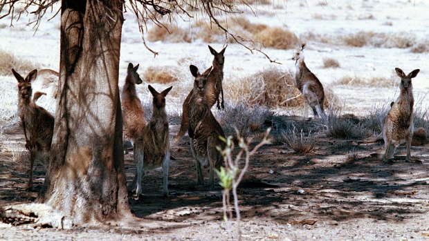 Kangaroos occasionally outnumber the two or three people needed to run the plant.