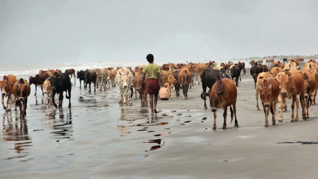 Cattle from abandoned Rohingya villages walk along a beach in southern Maungdaw, Rakhine state, after fleeing burning villages.