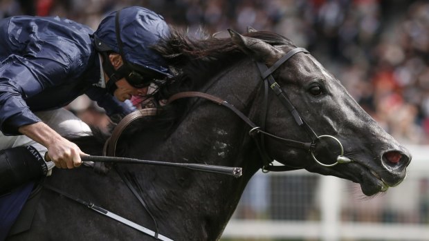 Everest bound: Caravaggio wins The Commonwealth Cup at Royal Ascot this month.