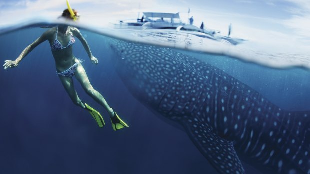 A snorkeller gets up close and personal with a whale shark in Utila, Honduras. At up to 14 metres in length this is the world's largest fish and, happily, a gentle, plankton-feeding creature.