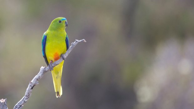 A male orange-bellied parrot in the wild – a sight that may soon disappear.