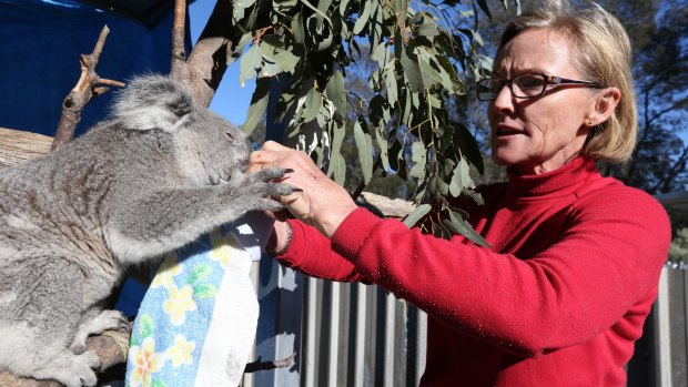 Alaine Anderson from Croppa Creek has been fighting to save koala habitat destruction by neighbouring farmers.