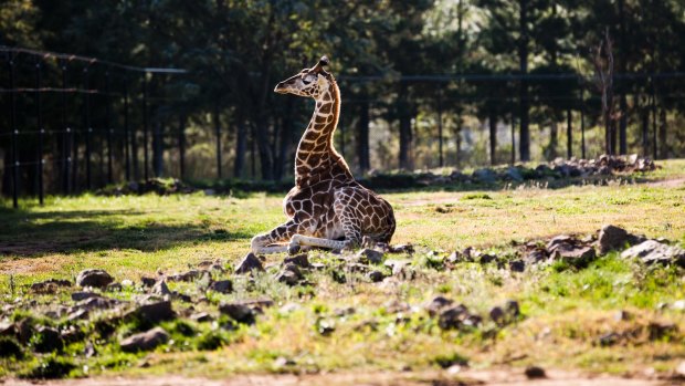 Baby giraffe Kebibi is one of the new residents at Canberra's National Zoo and Aquarium.