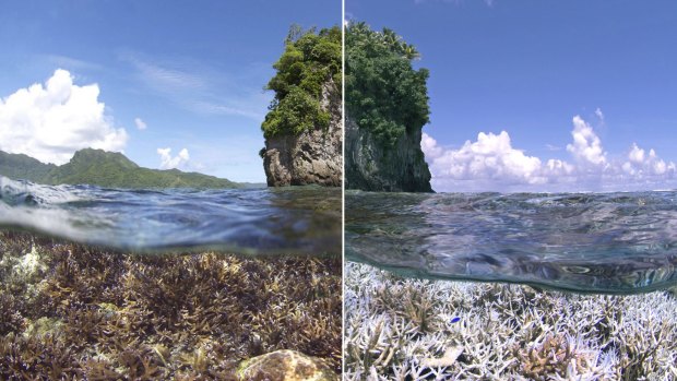 A before and after image of coral bleaching in American Samoa, with the right image taken in December 2014