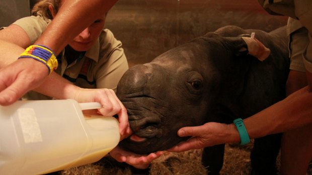 Clare Nathan feeds the baby rhino shortly after its birth.