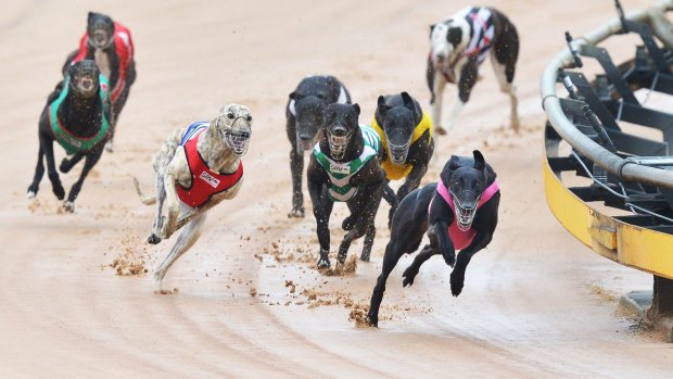 Industry in trouble: Greens MP John Kaye said senior greyhound officials had treated NSW people with contempt.