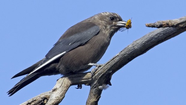 A dusky woodswallow chows down on a European wasp.