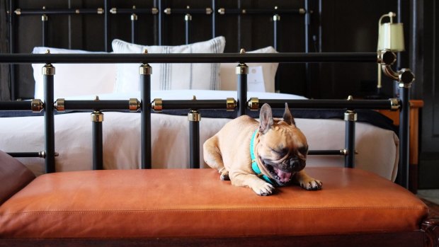 The Chicago Athletic Association Hotel is pet friendly.