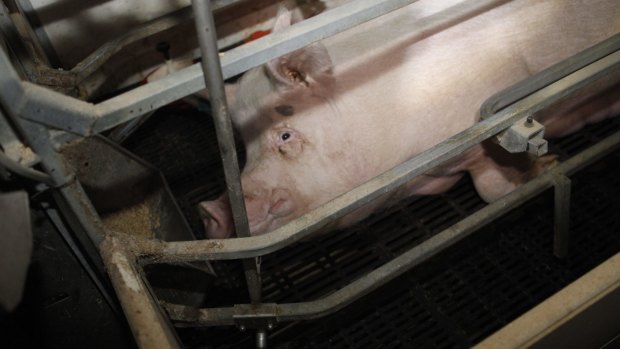 A pig in a sow stall: The industrial scale processing of pigs, chickens and cattle would appal most people if they were exposed to the process.