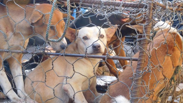 A terrified dog awaiting slaughter peers from a cage at the Tomohon Extreme Market in Indonesia.