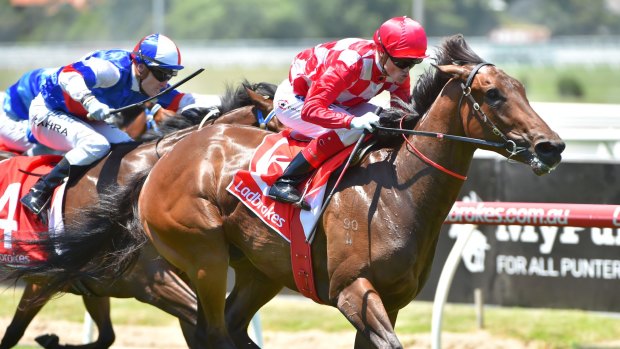 Certain starter: Catchy will run in the $1 million Blue Diamond Stakes in late February.