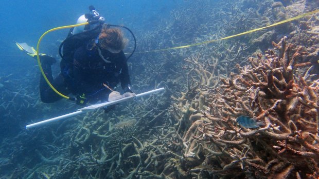 Surveying dead branching corals at Day Reef, near Lizard Island.