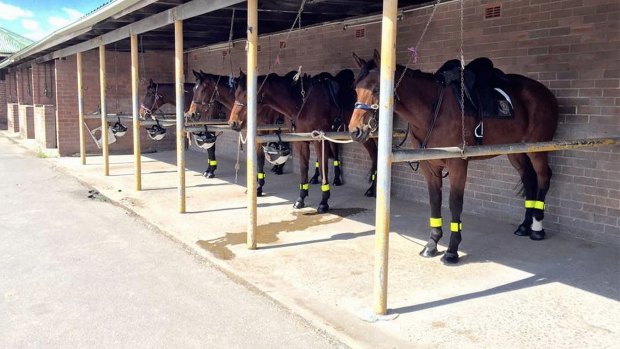 The ATC's mounted division has been closed since cruelty allegations surfaced in January.