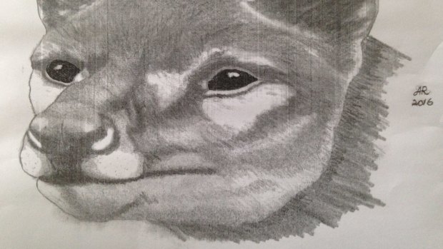 A sketch of the animal Greg Booth says he saw in south-west Tasmania.