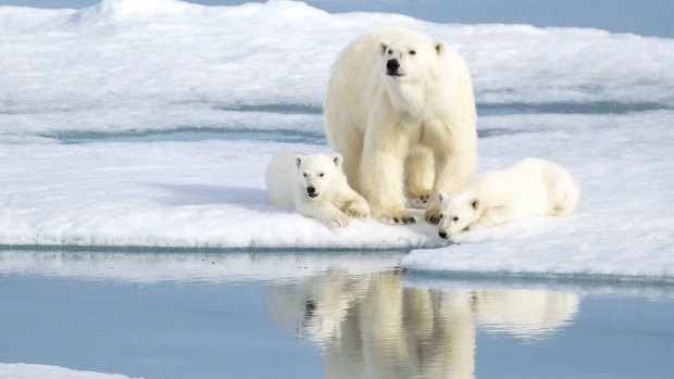 A mother bear keeping watch over her two cubs in the Norwegian Arctic.