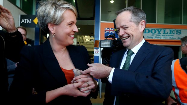 Tanya Plibersek with Labor leader Bill Shorten - and the rat left at their feet while campaigning.