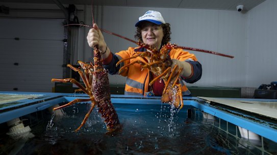 Barbara Konstas, manager at Melbourne seafood market says most customers are better off buying pre-cooked or pre-butchered lobsters.