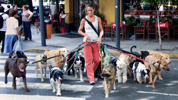 A professional dog walker on the streets of Buenos Aires.