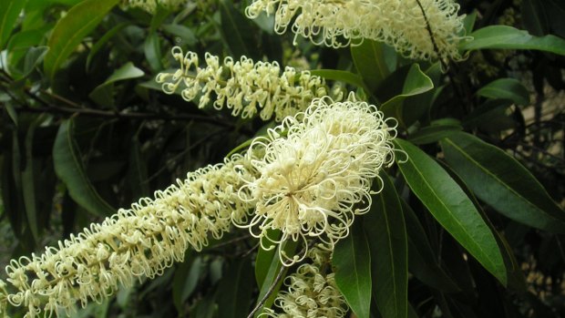 Ivory curl in flower.  