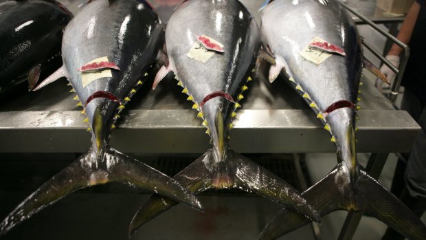 Tuna caught in Port Lincoln to be packed and shipped to Japan.