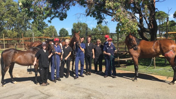 Anne Marie Moyles,  Dr  Rachael Smith , Dr Mona Hoerdemann, Mikaela Deetman, Ginny Philips and Dr David Byrne with recovered horses Patrick, Snoopy, Secret and August.